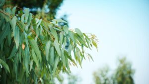It is not just any tree: in 1960 it was planted in Spain and now it is an invasive species that is destroying insects and birds
