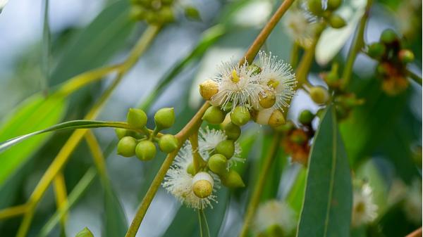 It is not just any tree: in 1960 it was planted in Spain and now it is an invasive species that is destroying insects and birds - The reason why the eucalyptus leaves many birds without food