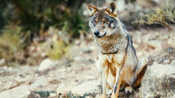 LoupO Coexistence starts, the project that uses AI to improve coexistence with bears and wolves in the Pyrenees - A European plan to protect biodiversity and rural activity in the Pyrenees