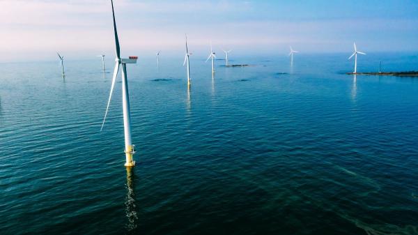 Marine biologists did not expect it: this wind farm has become a refuge for octopuses and more than 270 marine species - How a wind farm ended up functioning as an artificial reef