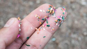 Scientists agree: the impact of microplastics affects animals, plants and people