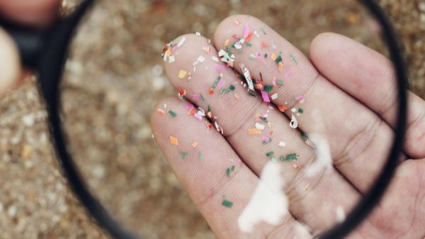 Scientists agree: the impact of microplastics affects animals, plants and people - How microplastics affect the cells of animals and plants