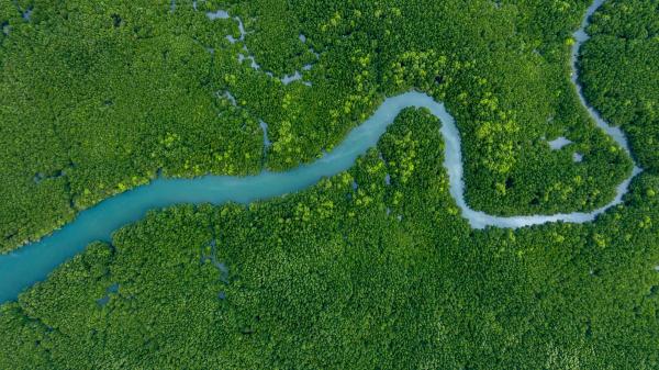 The Amazon still hides secrets: 118 new species discovered in Ecuador - A hidden corner of the Amazon: the Conambo River
