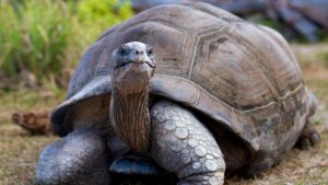 The reintroduction of 10 giant tortoises in the Seychelles recovers in 6 months ecological processes lost 180 years ago