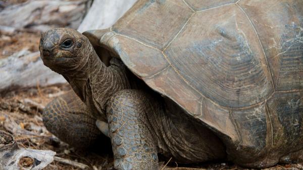 The reintroduction of 10 giant tortoises in the Seychelles recovers in 6 months ecological processes lost 180 years ago - How 10 giant tortoises recovered an ecosystem lost 180 years ago