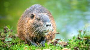 They illegally released 18 beavers in Spain after centuries of disappearance: now they have arrived in Catalonia