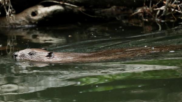 They illegally released 18 beavers in Spain after centuries missing: now they have arrived in Catalonia - The mystery of the beavers that baffled scientists