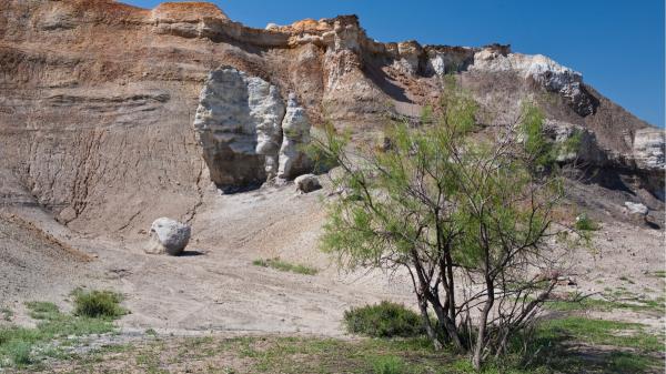 They planted it 200 years ago to stop river erosion: the invasive tree in the United States that they still cannot eliminate - From stopping erosion to invading the banks of the United States