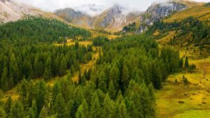 They planted millions of fir trees in Italy and after 90 years they discovered that they have reduced biodiversity by half