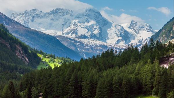 They planted millions of fir trees in Italy and after 90 years they discovered that they have reduced biodiversity by half - Ninety years later the terrain was stabilized, but biodiversity was reduced
