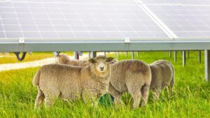 Thousands of sheep replace lawnmowers in solar plants: Spain is already testing this solution