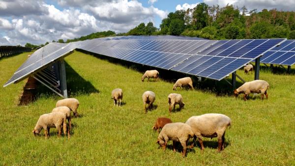 Thousands of sheep replace lawnmowers in solar plants: Spain is already testing this solution - The sheep get under the panels where the machines cannot reach