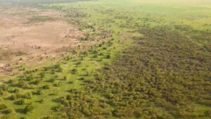 What is the Great Green Wall: the 8,000 kilometer wall of trees with which Africa wants to stop the Sahara Desert