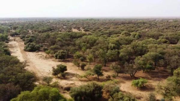 What is the Great Green Wall: the 8,000 kilometer wall of trees with which Africa wants to stop the Sahara Desert - The solution to stop desertification does not consist only of planting trees