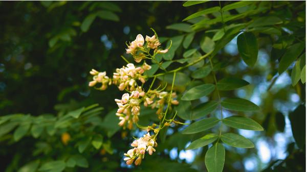 The ornamental tree that is helping Europe's first invasive bee to expand: it is very common in gardens and cities - Two exotic species that can benefit each other