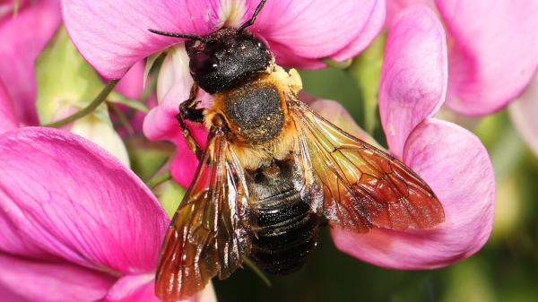 The ornamental tree that is helping Europe's first invasive bee to expand: it is very common in gardens and cities - The first invasive bee documented in Europe arrived from Asia