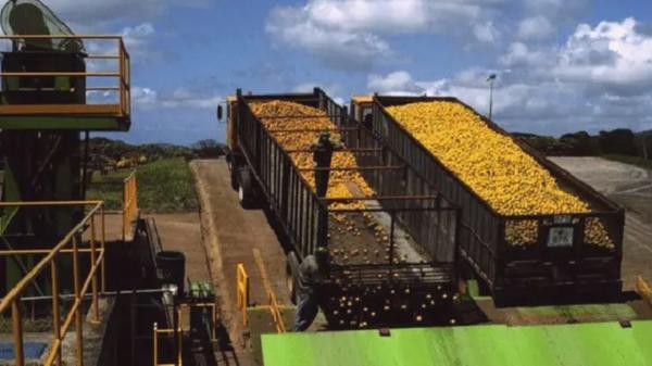 In 1998 they covered a degraded land with 12,000 tons of orange peels: 16 years later it was a forest - The peels began to transform the soil