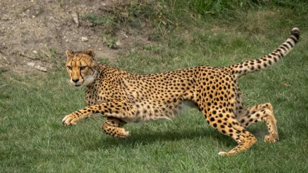 From 11 livestock farms to a reserve of 27,000 hectares: the project that managed to return elephants, rhinos and large predators to South Africa - The cheetah returned after 130 years and the black rhinos also returned