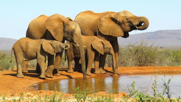 From 11 livestock farms to a reserve of 27,000 hectares: the project that managed to return elephants, rhinos and large predators to South Africa - The elephants returned in 2017 after about 150 years of absence