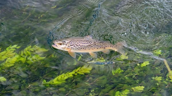 In 1864, Tasmania introduced brown trout for sport fishing: 162 years later, it created trout-free refuges to save a native fish of which 6,000 specimens remain - The last refuges for the fish are where trout cannot reach