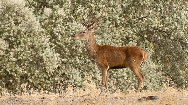Deer and wild boar make the survival of this Doñana tree difficult, but they are not the only cause: scientists have discovered an ecological paradox - The pressure from deer and wild boar makes the regeneration of this tree difficult