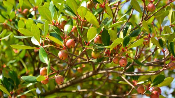 In 1825 they took this tree to Hawaii to feed the population: 200 years later it is an invasive species that they are trying to control with drones and insects - An invasive species that has spread through the forests