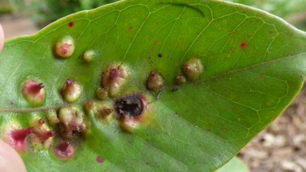 In 1825 they took this tree to Hawaii to feed the population: 200 years later it is an invasive species that they are trying to control with drones and insects - The Brazilian insect that can weaken the strawberry guava
