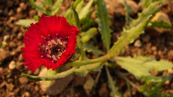 They discover in a 4,000-year-old Hittite pot the seeds of a flower that today only grows in a small corner of Ankara - The flower that today only grows in a small corner of Ankara