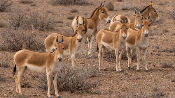In 1982 they reintroduced 28 wild donkeys into the desert: 40 years later they have transformed the ecosystem naturally - They also help disperse seeds throughout the desert