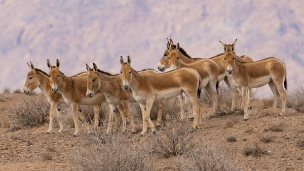 In 1982 they reintroduced 28 wild donkeys into the desert: 40 years later they have transformed the ecosystem naturally - The donkeys dig in the desert and create water points for other animals