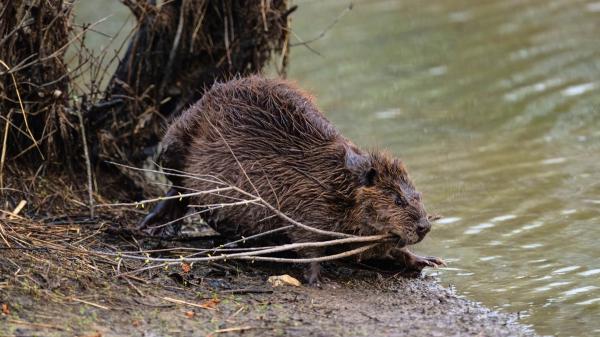 They released beavers into a forest in England and a year later something surprising happened: they created a 35-meter wetland full of life - A 35-meter dam has transformed the forest