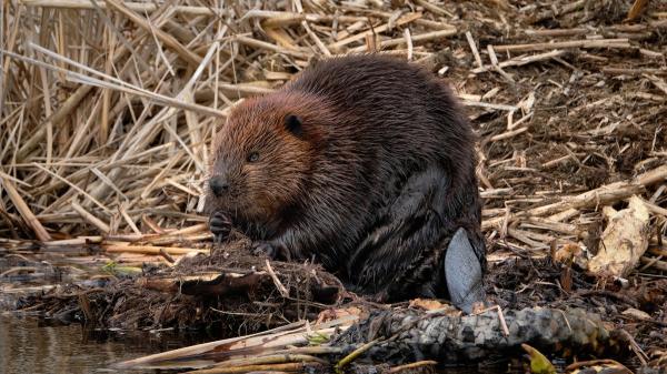 They released beavers into a forest in England and a year later something surprising happened: they created a 35-meter wetland full of life - Beavers can also help retain water during droughts