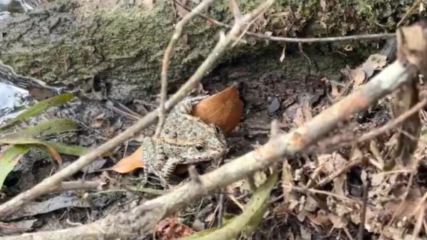 A Mississippi couple spent 20 years rebuilding a forest on their property, and this summer conservation agents arrived with 500 rare frogs from the United States to release them - The frog that once had only one known population in the world