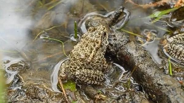 A Mississippi couple spent 20 years rebuilding a forest on their property and this summer conservation agents arrived with 500 rare frogs from the United States to release them - The goal now is to get the frogs to form a stable population