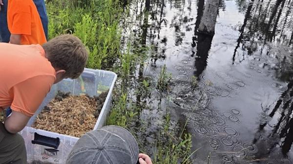 A Mississippi couple spent 20 years rebuilding a forest on their property, and this summer conservation agents arrived with 500 rare frogs from the United States to release them - Then almost 500 captive-bred frogs arrived