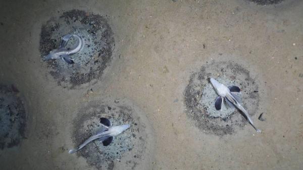 They explore Antarctica at a depth of 535 meters and find an “underwater city” made up of 60 million nests - The ice fish that has created this gigantic colony under Antarctica