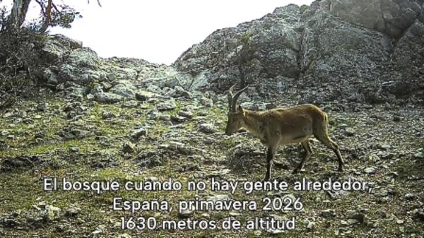 They hide a camera for a month deep in the forest and this is what happens when there are no humans - A wild cat, badgers and goats also appear on camera