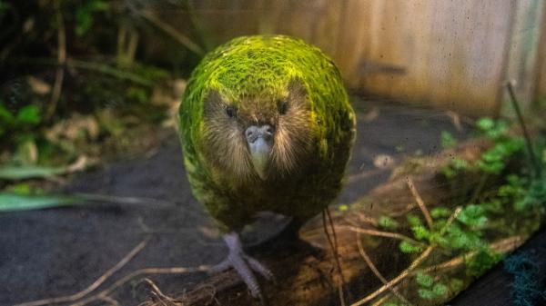 New Zealand prepares a massive operation on three islands to eliminate invasive species and recover the kākāpō - The kākāpō could find one of its greatest refuges here