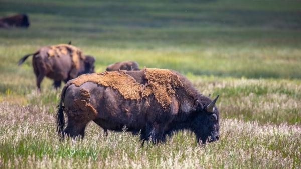 Mexico reintroduced 47 bison after more than 100 years missing: months later, nature begins to recover the ecosystem - Why bison can transform an ecosystem with their daily activity