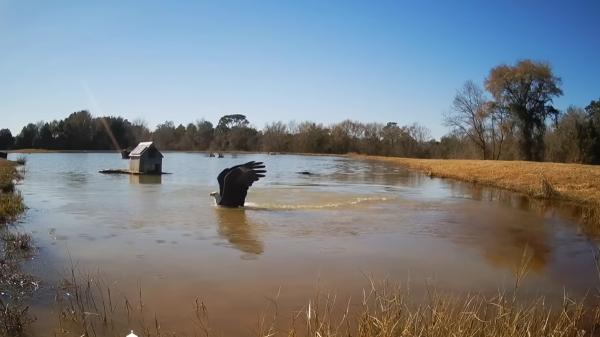 A man builds a lake to raise fish and 1,000 days later it becomes a refuge for eagles, deer and owls - Eagles, deer, owls and raccoons arrived without anyone introducing them