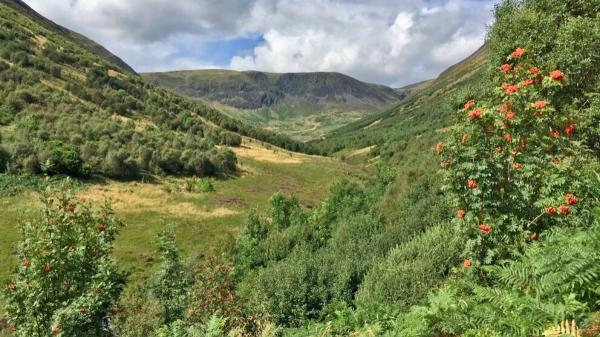 In 2000 they planted only 100 branches and drove away thousands of sheep in Scotland: 25 years later, it has become a forest of 750,000 trees - The story began in the 90s: 600 people joined together to recover the ancient forest
