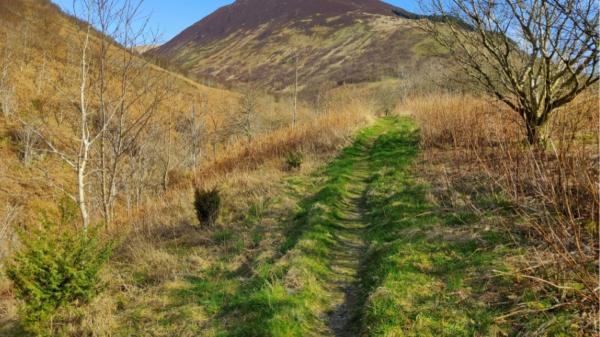 In 2000 they planted only 100 branches and drove away thousands of sheep in Scotland: 25 years later, it has become a forest of 750,000 trees - Flowers, bushes and animals gradually returned to a valley that had been degraded for centuries