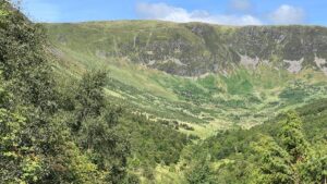 In 2000 they planted just 100 branches and drove away thousands of sheep in Scotland: 25 years later, it has become a forest of 750,000 trees