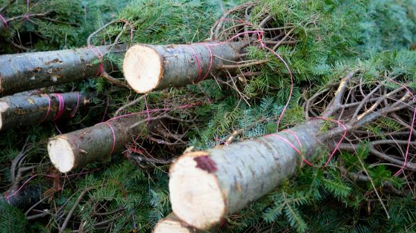 They threw thousands of Christmas trees into the ocean to stop the advance of the sea and 30 years later they managed to recover the coast - Not just any Christmas tree will do: these are the ones that can be used