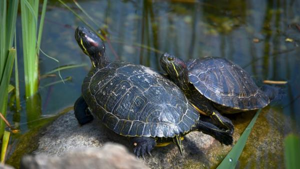 The Florida pond turtle proliferates again in the Guadiana in Badajoz: this year the traps have not been placed - Fishermen and environmentalists warn of the impact of this species: it displaces the native turtles of the Guadiana