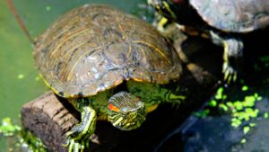 The Florida pond turtle proliferates again in the Guadiana in Badajoz: this year the traps have not been placed
