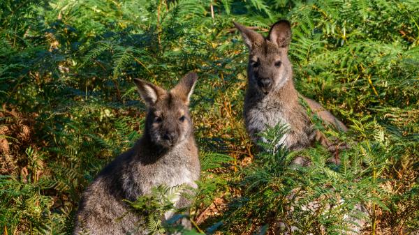 A family bought this Australian island to raise sheep and 50 years later is turning it into a refuge for threatened species - The animals that disappeared from the island could return in 2027 after decades of absence