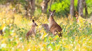 A family bought this Australian island to raise sheep and 50 years later they are turning it into a refuge for endangered species