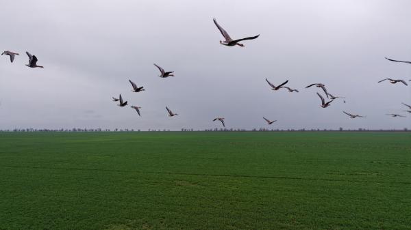 A farmer abandoned the cultivation of a 152 hectare farm in 1988: 38 years later it has become an animal shelter - When the farmer died, his children had to decide what to do with the land he had left behind