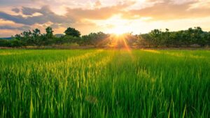 A farmer abandoned the cultivation of a 152-hectare farm in 1988: 38 years later it has become an animal shelter
